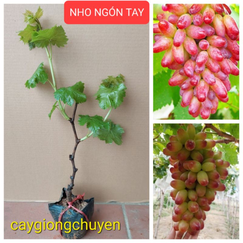 Nho Ngón Tay NH-152