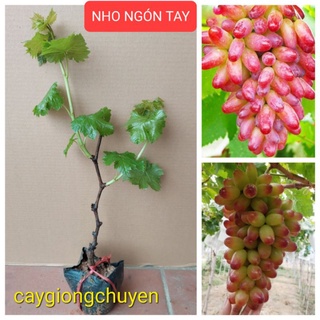 Nho ngón tay nh-152