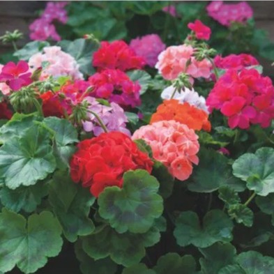 HẠT GIỐNG HOA PHONG LỮ THẢO NHIỀU MÀU (Geraniums) F1 Nhập Khẩu - 10 hạt