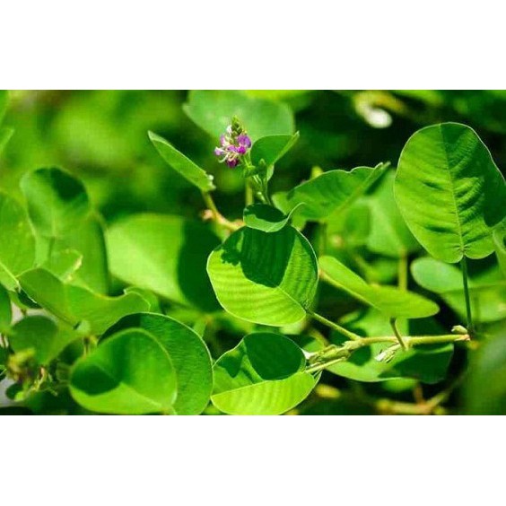 1Kg Kim Tiền Thảo [Hàng Chuẩn] - Rất Tốt Với Người Bị Sỏi Mật, Sỏi Thận