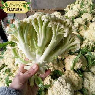 Hạt giống súp lơ trắng