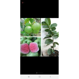 Cây Ổi Ruby Trồng Chậu Giống Bến Tre