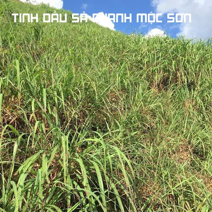 TINH DẦU SẢ CHANH HỮU CƠ MỘC SƠN NGUYÊN CHẤT 100%