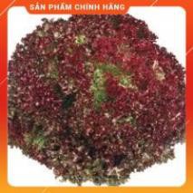 HẠT GIỐNG RAU XÀ LÁCH XOĂN TÍM GÓI 2 GRAM