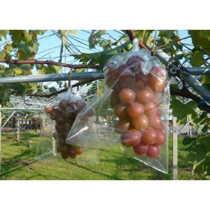 Hạt giống Nho Ruby Roman 5 hạt