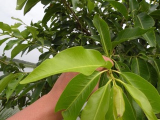 Lá vối tươi khô