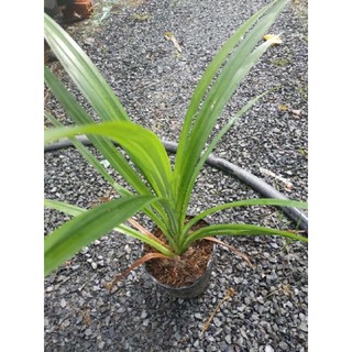 cây lá dứa ( lá nếp), cây bầu đất-rễ khoẻ