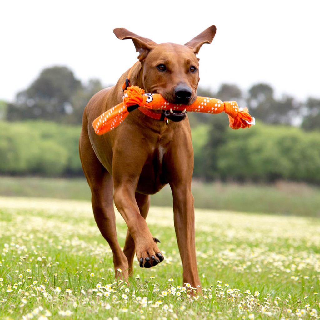 Đồ chơi cho chó ROGZ SCRUBZ ROPE TUG TOY