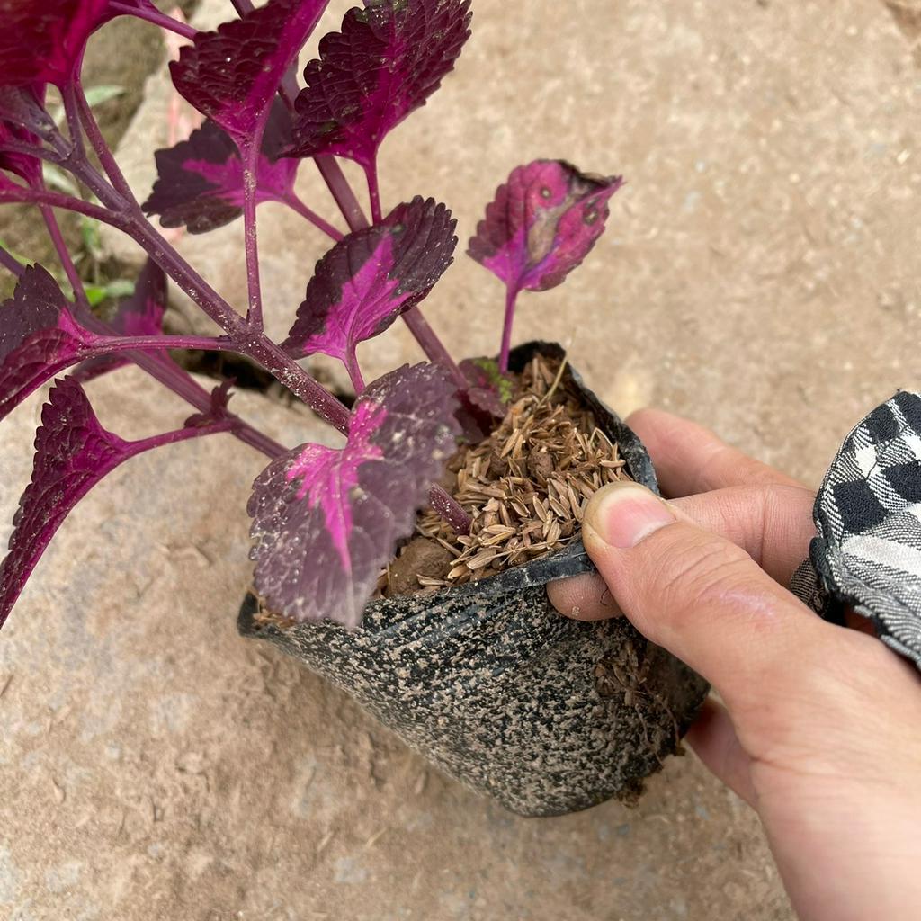 Cây lá gấm hàn màu sắc đẹp mắt dễ sống và chăm sóc,thích hợp trang trí ban công sân vườn