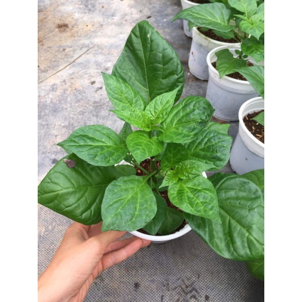 Cây giống ớt Habanero quả màu Nâu, đỏ, vàng