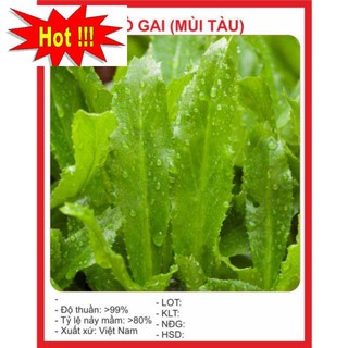 GÓI 50 HẠT GIỐNG RAU MÙI TÀU(NGÒ GAI)
