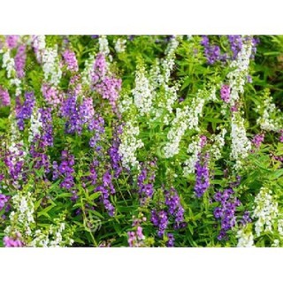 CHẬU HOA VIOLET NHẬT