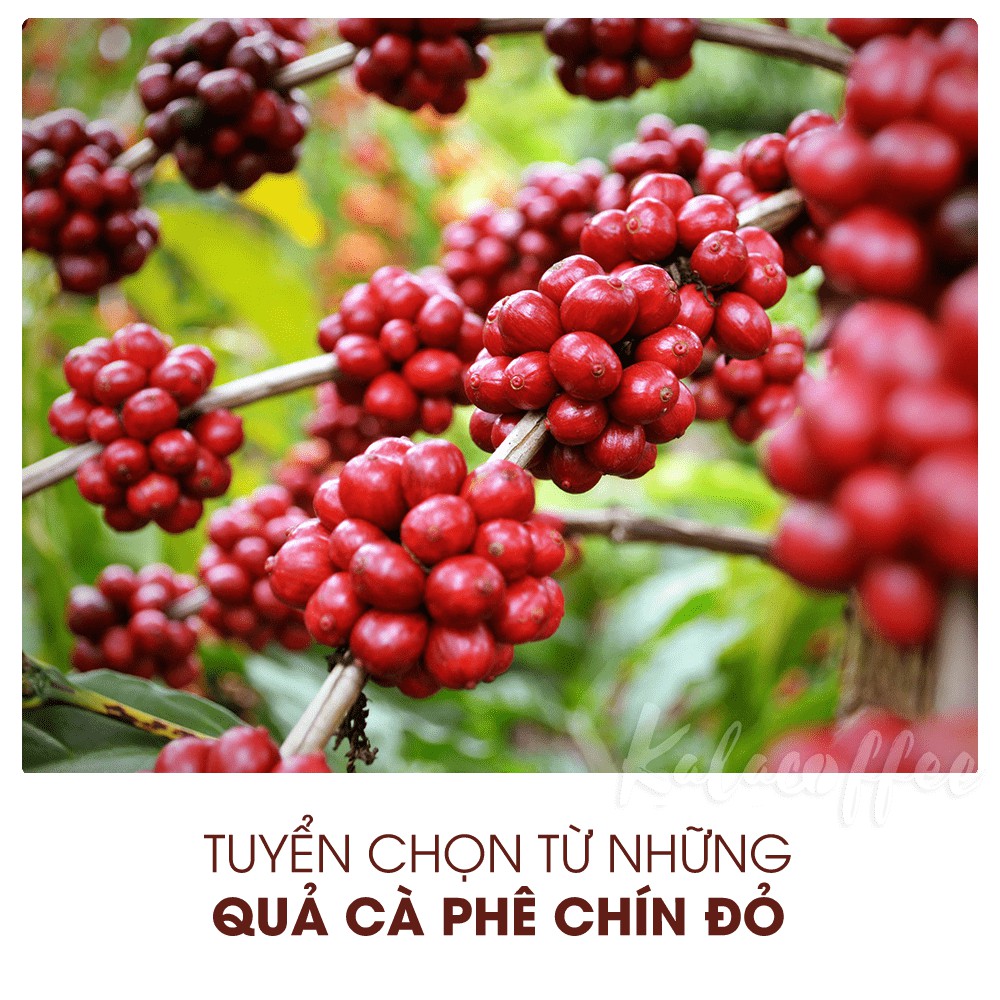 1KG (2 gói) Cà phê Arabica Thượng Hạng Nguyên Chất 100% Kalacoffee pha phin thanh dịu thơm dai hậu ngọt