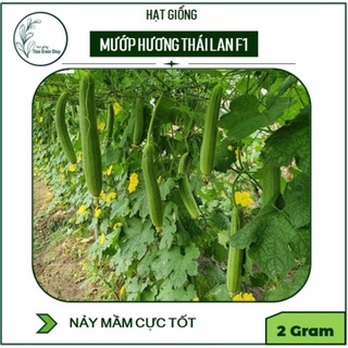 Hạt Giống Mướp Hương Quả Ngắn Thái Lan