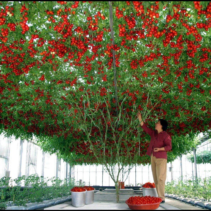 Hạt giống cà chua thân gỗ TRETO F1