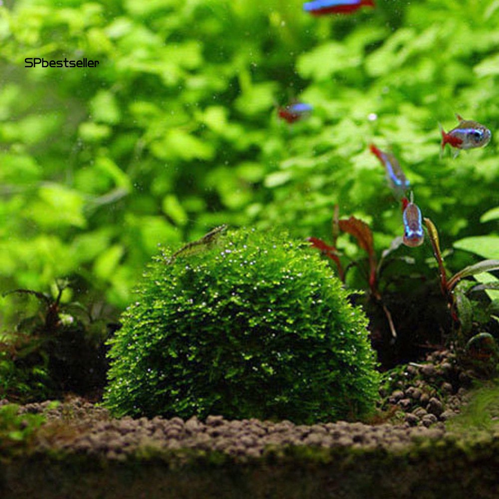 Quả bóng rêu trang trí bể cá tiện lợi