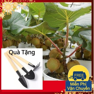 Hạt Giống Cây Kiwi Tặng Bộ Dụng Cụ Mini Trồng Cây Tặng Bộ Dụng Cụ Mini Trồng Cây
