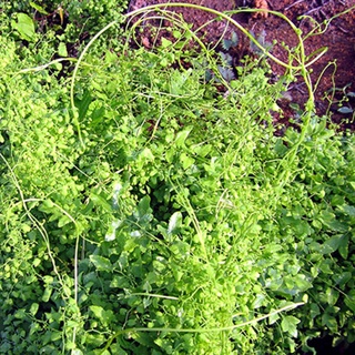 Bòng Bong (Hải Kim Sa) Khô sp9