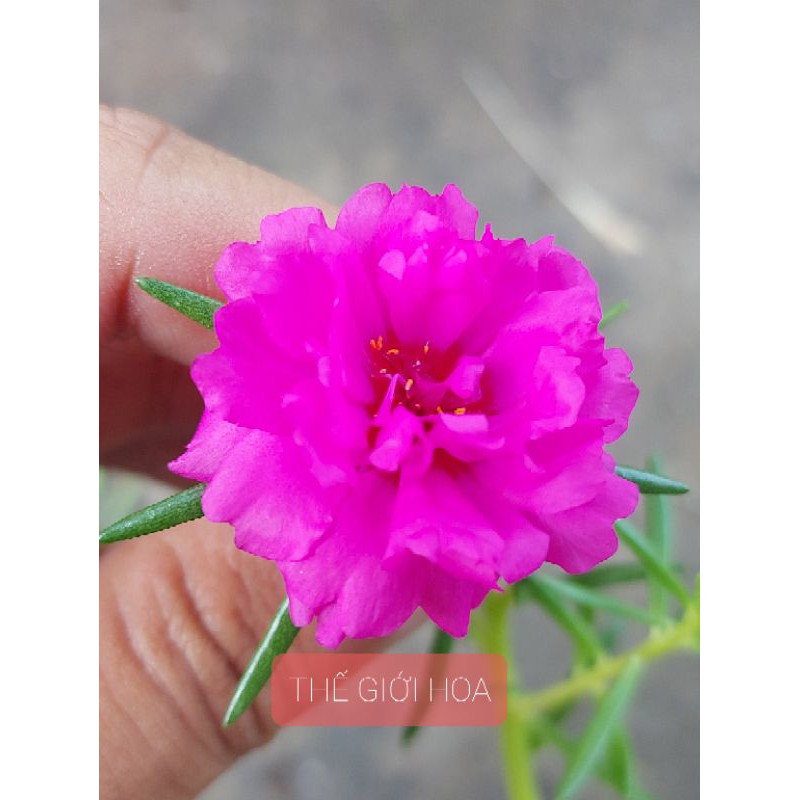 Hoa mười giờ Thái dễ trồng (màu tím)