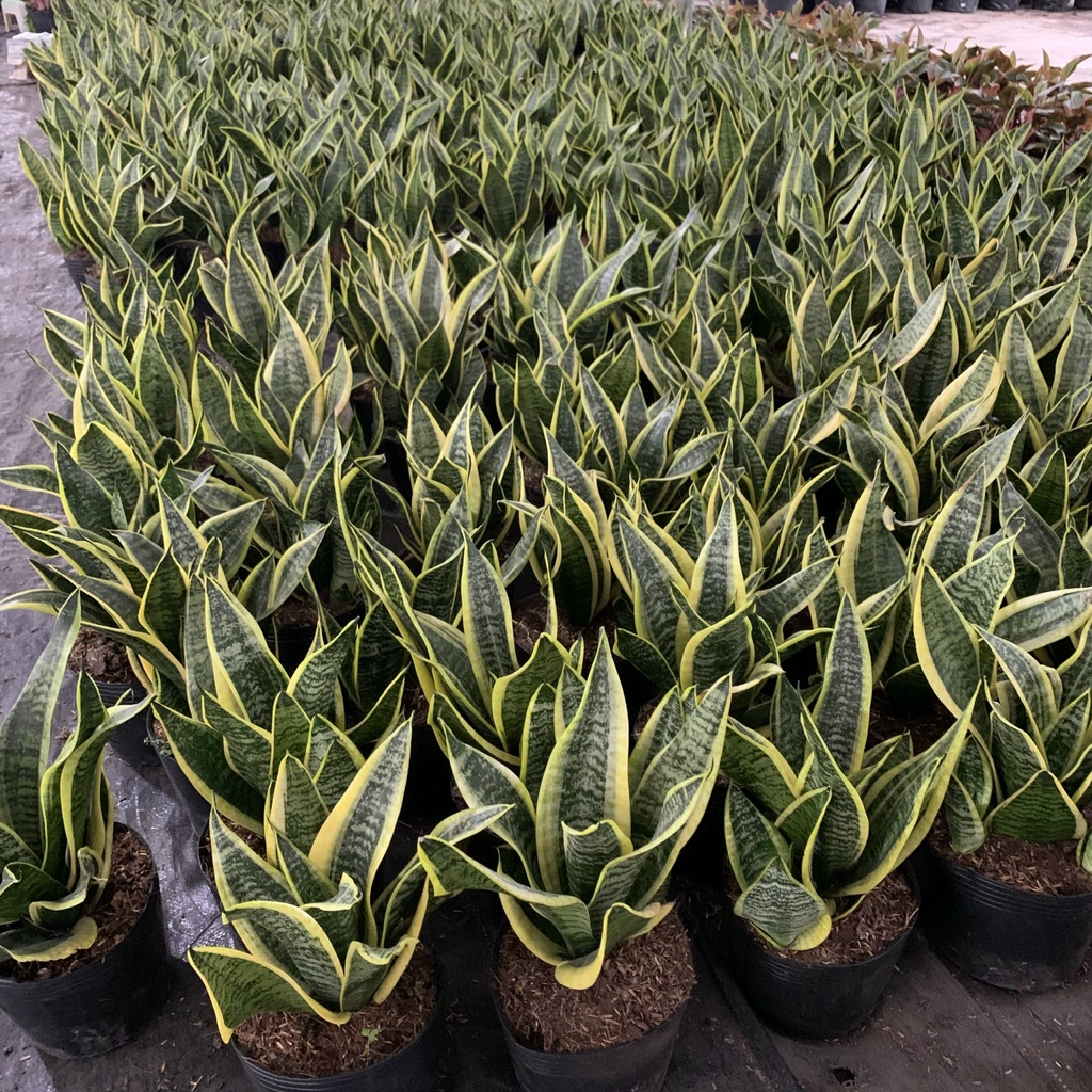 Cây lưỡi hổ trưởng thành cao 25-30cm, cây phong thủy để bàn trang trí nội thất và văn phòng