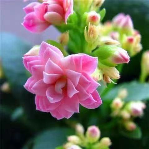 Hạt giống hoa trường thọ 50h