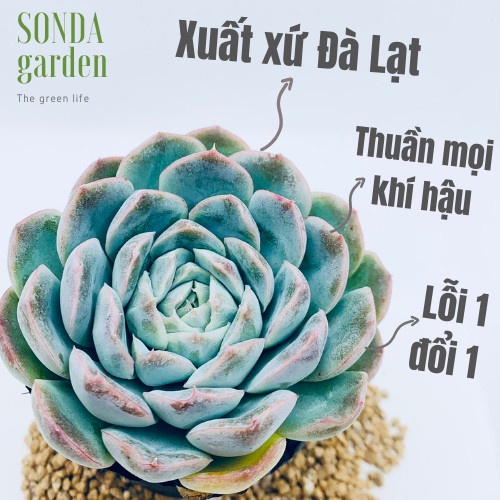 Sen đá thanh cúc SONDA GARDEN size bé 5-8cm, xuất xứ Đà Lạt, khoẻ đẹp, lỗi 1 đổi 1