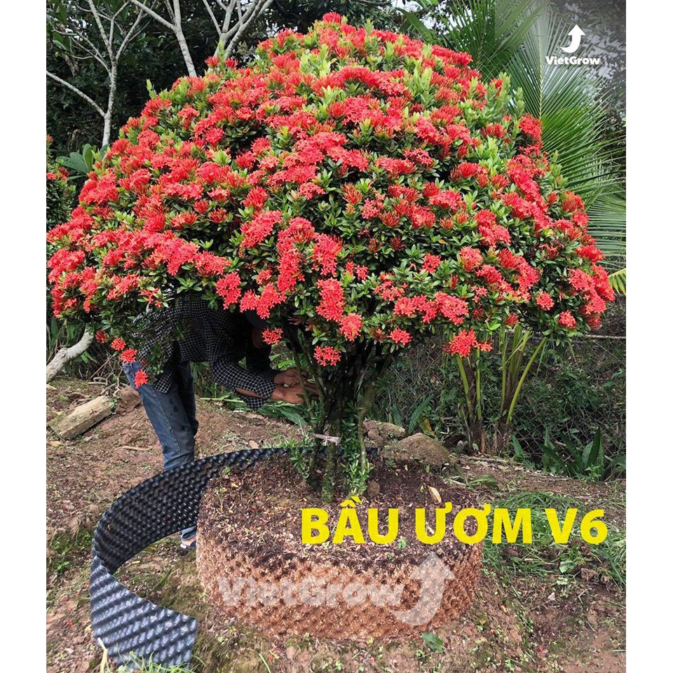 (Bán sỉ) Bầu ươm V6 - Cuộn dài 50 mét, Cao 40cm Vietgrow chính hãng