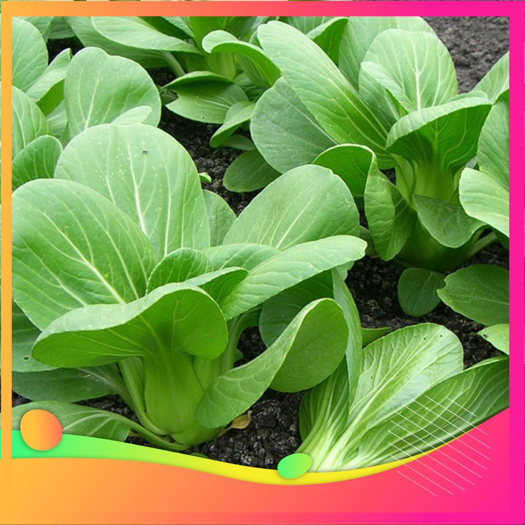 Hạt Giống Cải Chít - 100 Hạt  VIETGAR