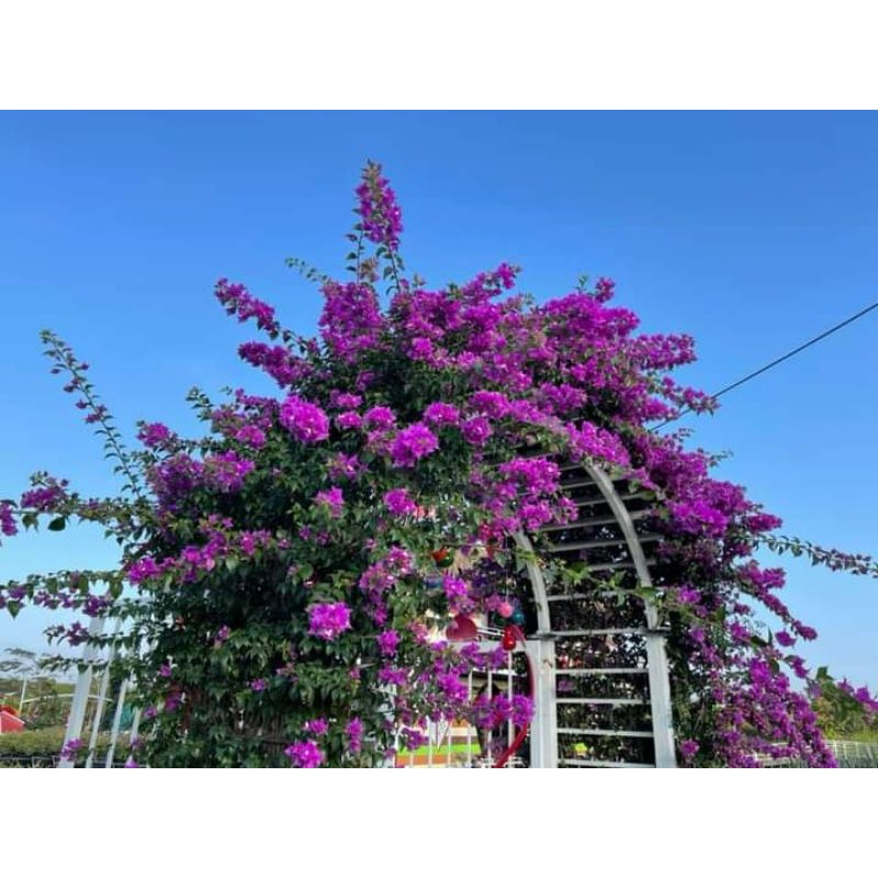 Giấy  Vạn Hoa Lầu  leo cổng
