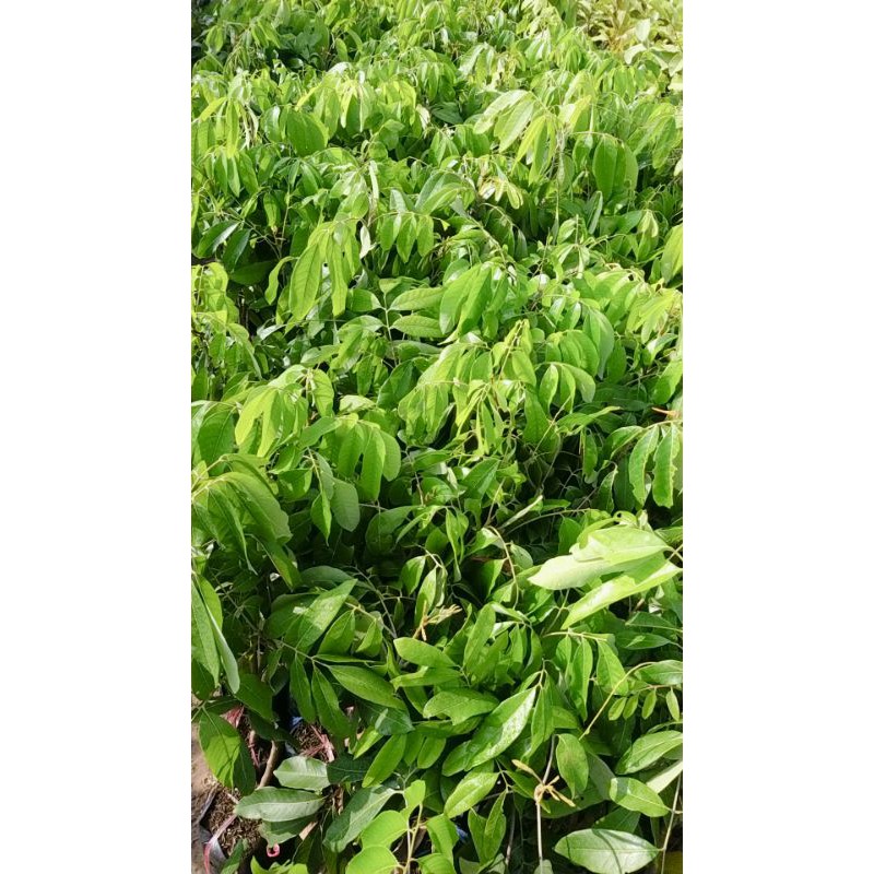 CÂY GIỐNG NHÃN THÁI IĐO