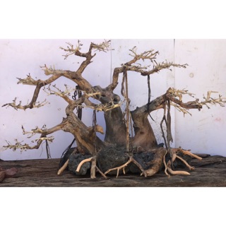 Bonsai cho bể cá 80 trở lên