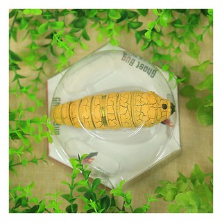 Đồ chơi Sâu cảm biến Ghost Bug