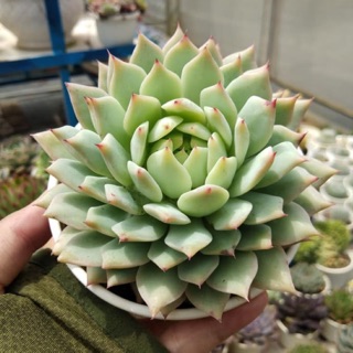 SEN ĐÁ BÁNH BAO LỬA GIỐNG MỚI SIZE LỚN