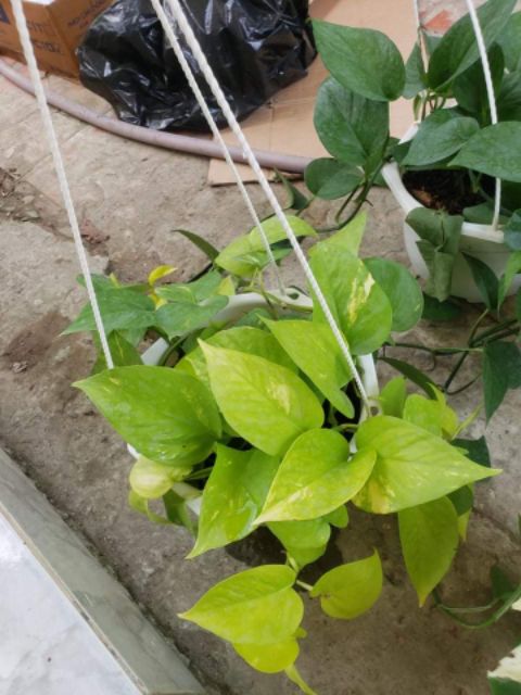 Trầu Bà Thái Vàng và  thái Xanh