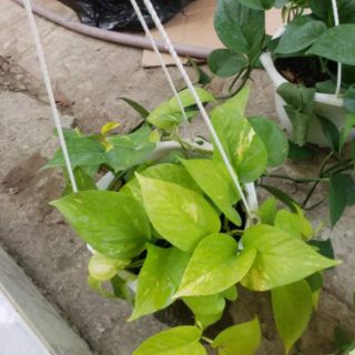 Trầu Bà Thái Vàng và  thái Xanh