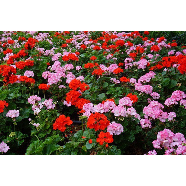 Hạt Giống Hoa Phong Nữ Thảo F1 Loại dễ trồng hoa nở đẹp chống sâu bệnh