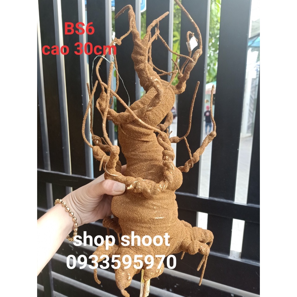 GỐC BON SAI BS6- cao 35cm
