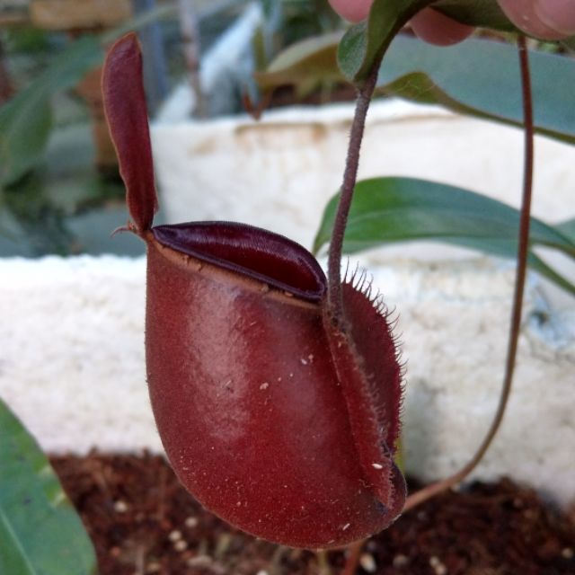 Cây nắp ấm N. viking x ampullaria red