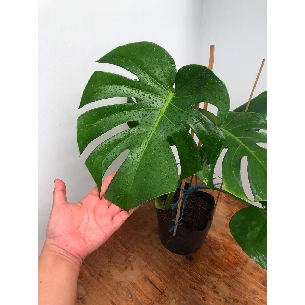 Cây Trầu Bà Lá Xẻ Nam Mỹ - Monstera Deli , cây phong thủy mini, cây trồng trong nhà, trang trí nội thất