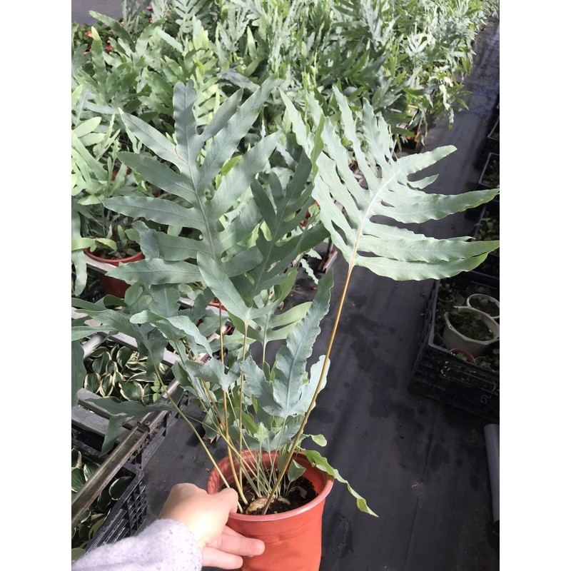 Chậu cứng Com bo cảnh đẹp