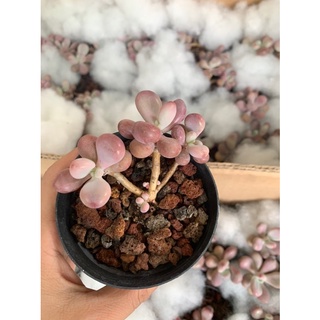 Sen đá sỏi hồng thụ mini sale chỉ 50k