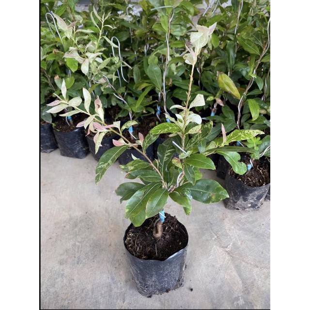 5 Hạt Giống Bạch mai đọt hồng F1 Siêu Hoa