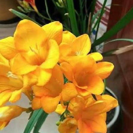 Củ giống hoa lan nam phi hoa màu vàng - tặng kèm viên nén ươm củ - HGT