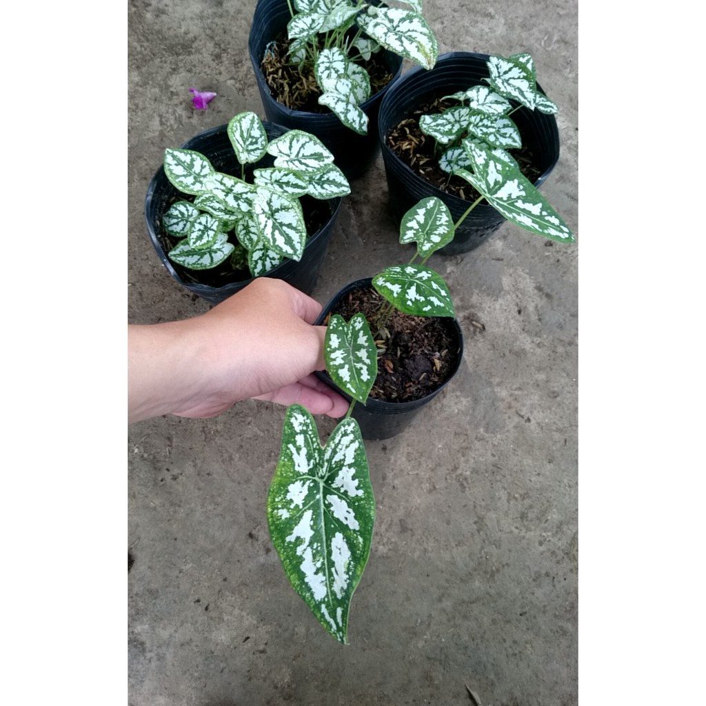 Caykiengsadec - Cây Môn Trắng Mini  - Cây cảnh mini để bàn