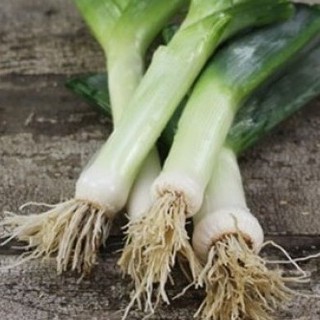 1Gr Hạt Giống Tỏi Tây Hành Baro Boaro