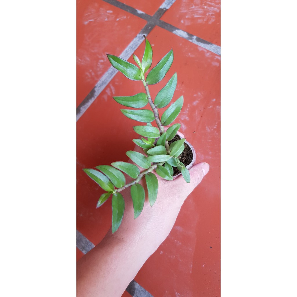 PHI ĐIỆP RỒNG LỬA