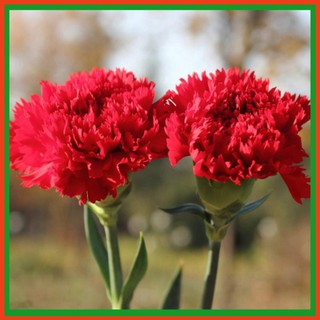 Hạt giống hoa Cẩm Chướng - Dự án phát triển Nông nghiệp Đô thị TUHAi