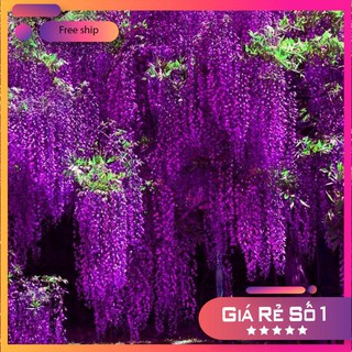 Hạt giống Hoa Tử đằng (5 hạt)