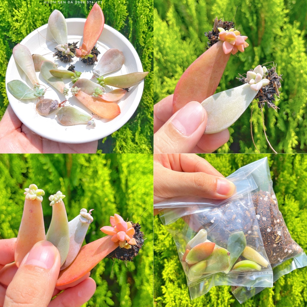 Combo 10 lá sen đá chưa lên mầm - Tặng kèm đất trồng sen đá