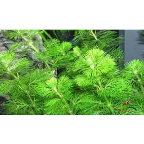 Cây thủy sinh rong la hán trồng thẳng 20 nhánh CTS014